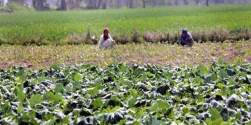 جموں و کشمیر میں زرعی صنعت کار ترقی کی راہ پر گامزن!