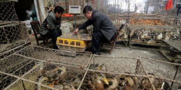 ووہان سمندری غذا کی مارکیٹ ممکنہ طور پرکووڈ۔19 پھیلنے کی وجہ /مطالعہ