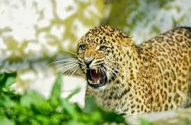 بڈگام میں تیندوے نے 5 سالہ طیبہ مشتاق کو اپنا شکار بنایا