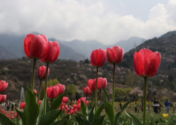 کشمیر کے مشہور باغ گل لالہ کو سیاحوں کے لئے کھول دیا گیا